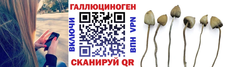 Галлюциногенные грибы Psilocybe  ссылка на мегу ссылка  Новоалександровск 